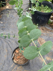 Eucalyptus Tree Starter Plant - 6" Pot - Silver Dollar Variety - Eucalyptus cinerea - Drought Tolerant Foliage