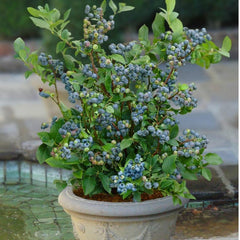 Blueberry Plant - 6" Pot - Sunshine Blue - Vaccinium corymbosum - Semi-Dwarf Evergreen with Hot Pink Flowers and Delicious Berries