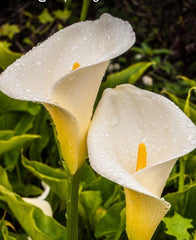 Giant White Calla Lily Plant 1 Gallon Pot Zantedeschia aethiopica - Large Blooms, Spotted Leaves, Ideal for Gardens or Ponds