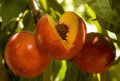 Nectarine Tree - 3 Gallon Pot - Double Delight - Prunus persica 'Double Delight' - Sweet Yellow Fruit & Pink Flowers