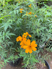 Live Plant 1 Gallon Mexican Bush Marigold Tagetes lemonii - Orange-Yellow Flowers, Sun to Part Shade, Regular Water