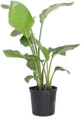 Giant Bird of Paradise Plant - 3 Gallon Pot - Multiple Trunks - Strelitzia Nicolai - 2 to 3 Feet Tall