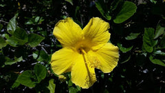 Hibiscus Live Plant 1’ Tall Yellow Flowering in 6" Pot - Hibiscus rosa-sinensis