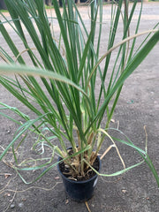 Pampas Grass 6" Pot - Cortaderia Selloana - 2 Feet Tall Live Plant