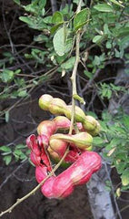 Guamuchil Plant - 1 ft Tall in 6" Pot - Pithecellobium dulce - Edible Pods, Shade Tree, Hardy Varieties