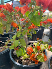 Fire Opal Bougainvillea Bonsai - 1ft Tall in 1 Gal Pot - Bougainvillea glabra - Thrives in High Light