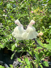 Salvia Plant 6” Pot Glimmer Cream Color Salvia microphylla x greggii Live Plant