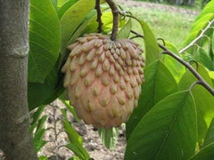 Grafted Lisa Atemoya Tree - 3 Gal Pot - Atemoya Fruit Tree - Annona squamosa