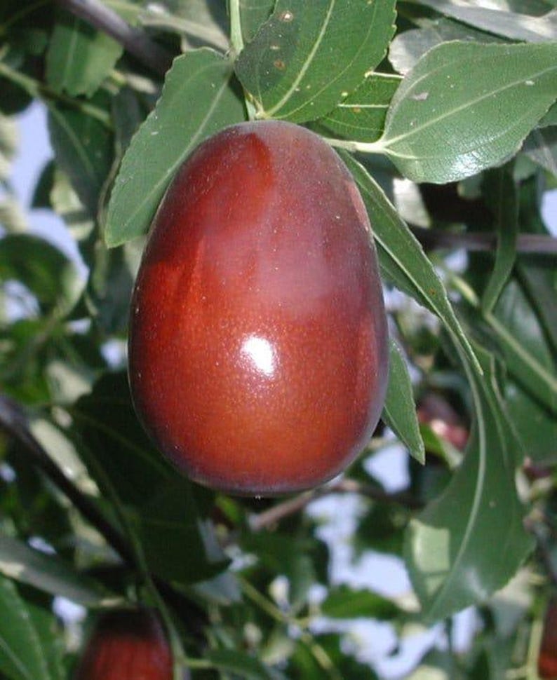Lang Jujube Grafted Tree - 3 Gal Pot - Sweet Pear-Shaped Fruit - Ziziphus jujuba
