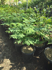 Tropical Gooseberry Plant - 3 Gallon Pot - Chùm Ru?t - Amla Berry (Emblica Officinalis) - Bigger Trunk - Indian Gooseberry