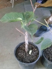 Bodhi Plant Ficus Religiosa - 8" Live Sacred Fig Tree in 6" Pot - Rare Bonsai Option for Spiritual Gardens