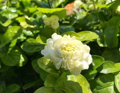 Grand Duke Jasmine Plant - 1 to 2 Feet Tall - 3 Gallon Pot - Jasminum sambac - Fragrant Flowering Indoor/Outdoor Shrub