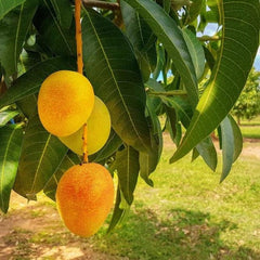 Carrier Mango Tree Live Plant - 6" Pot - Fiberless Fruit - Mangifera indica - Easy Care, Minimal Disease Issues