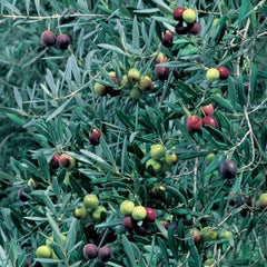 Manzanillo Olive Tree - 2 Feet - 6" Pot - Olea europaea - Ideal for Olive Oil and Eating