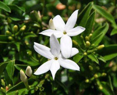 South African Jasmine Plant in 6" Pot | Jasmine Angulare | 1 Foot Tall | Fragrant Green Foliage