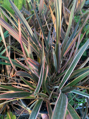 Phormium ‘Rainbow Queen’ 1ft Tall Plant in 6" Pot | New Zealand Flax, Hardy Ornamental Foliage