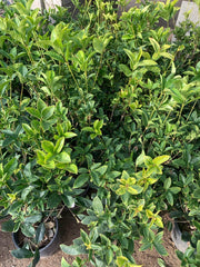 Sweet Olive Live Plant 1 Gallon Pot Osmanthus Fragrans Evergreen Shrub with Fragrant Flowers
