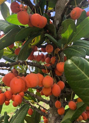 Imbe Tree in 6" Pot, African Mangosteen, Garcinia Livingstonei, Tropical Fruit Plant for Home Garden