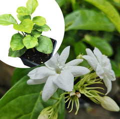 Organic Arabian Jasmine Plant in 2.5-inch Pot - Jasminum sambac by Smoke Camp Crafts - Live Plant for Home Garden or Gift
