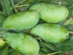 MUN KUN SI Mango Tree - Grafted 3-4 ft Live Plant in 3 Gal Pot - Thai Variety with Sweet Fiberless Fruit - Mangifera indica
