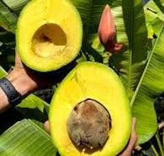 Grafted Marcus Pumpkin Avocado Tree - 3 to 4 Feet Tall - Persea Americana - Ship in 3Gal Pot - Large Fruit Size
