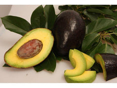 Oro Negron Avocado Tree - Grafted 3 to 4 Feet Tall - Ship in 3Gal Pot - Rich Creamy Flesh Avocado - Persea americana