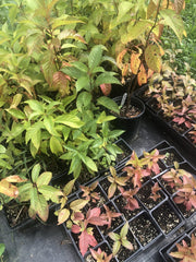 Organic Button Bush Live Perennial Plant 2.5 Inch Pot Cephalanthus occidentalis - Pollinator Friendly Native Shrub