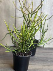 Pencil Cactus Plant in 4" Pot - Euphorbia tirucalli - Succulent, Indoor Houseplant, Low Maintenance, Drought Tolerant