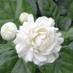 Grand Duke Jasmine Plant in Half Gallon Pot - Jasminum sambac 'Grand Duke of Tuscany' - 8-16 Inch Evergreen Shrub