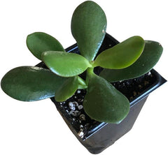 Organic Jade Plant in 2.5-inch Pot | Crassula ovata | Friendship Plant, Lucky Plant, Money Tree | Easy Care Succulent