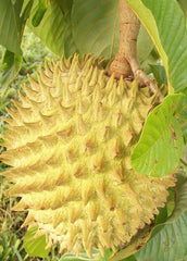 Rollinia Tree in 10" Pot, Exotic Fruit Tree, Biriba, Annonaceae, Tropical Plant for Home Garden, Fresh Fruit Production