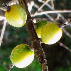 Randia Formosa Plant in 6" Pot - Blackberry Jam Fruit, Exotic Berry, Tropical Garden Delight, Nutrient-Rich Treat