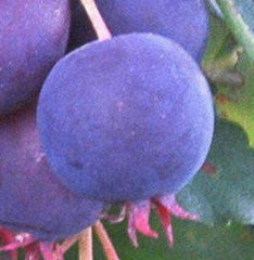 Saskatoon Serviceberry Shrub Live Plant 9-14" Edible Berries Amelanchier alnifolia Cold Hardy Blueberry Alternative