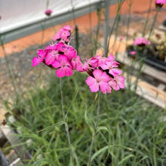 Carthusian Pink Live Plant 3.5” Pot - Dianthus carthusianorum - Full Sun Perennial for Zones 5-9 - European Native