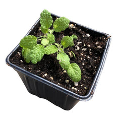 Organic White Horehound Plant in 2.5-Inch Pot - Marrubium vulgare - Perennial Herb with Gray-Green Foliage and White Flowers