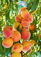 Tropic Beauty Peach Tree in Half Gallon Pot - Grafted, Low-Chill Peach Variety for Warm Climates (Prunus persica)
