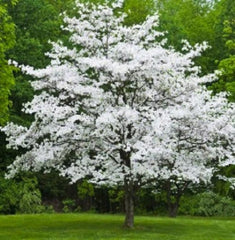 Gray Dogwood Plant - Large Rootstock - Up to 4 ft Tall - Cornus racemosa - Ideal for Grafting