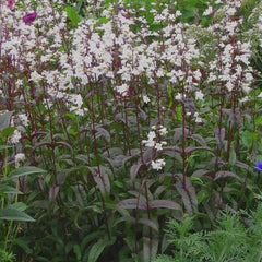 Penstemon Huskers Red Bareroot Plant - Hardy Perennial Flowering Plant - Penstemon digitalis 'Huskers Red'