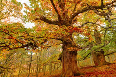 Chestnut Oak Seedling Quart Pot - Quercus montana - Hardy Tree for USDA Zones 3-9, Ideal for Canopy and Landscape Design
