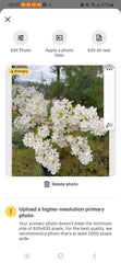Two Jumbo Bare Root White Lilac Bush Starts - Fragrant Perennial Flowers - Syringa vulgaris