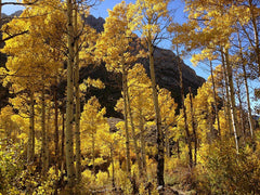 Quaking Aspen Tree Bareroot 18-24 Inches - Populus tremuloides, Native Tree for Landscaping and Reforestation