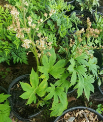 Mukdenia rossii Fresh Division Bareroot Plant - Hardy Perennial Groundcover, Chinese Mukdenia