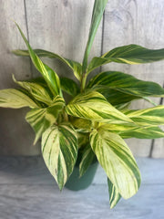 Variegated Shell Ginger Plant in 6" Pot - Alpinia Zerumbet ‘Variegata’ - Tropical Indoor Houseplant with Striped Leaves