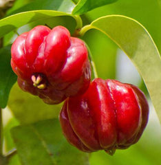 Surinam Cherry Starter Plant 4" Pot | Fast Growing Pitanga Plant | Edible Fruit | Eugenia uniflora
