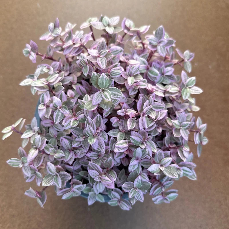 Pink Lady/ Purple Plant