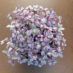 Pink Lady/ Purple Plant
