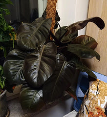 Philodendron Black Cardinal (Philodendron erubescens) Live Plant 3-5” Tall - Rare Dark Foliage Houseplant - Bareroot Starter