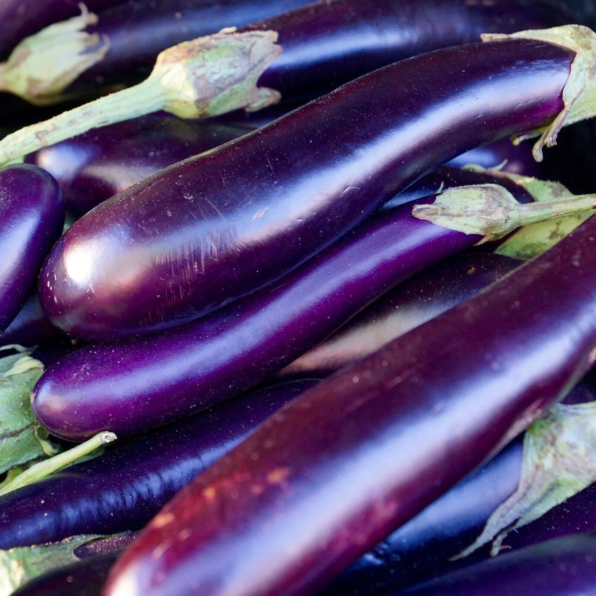 Long Purple Eggplant Seeds - Heirloom Non-GMO Variety, Organic Gardening, Solanum melongena