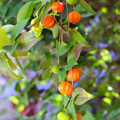 1 Surinam Cherry Plant (Eugenia uniflora) | Bare Root Starter | Pitanga | Tropical Fruit Tree | Edible Hedge | Fast Growing