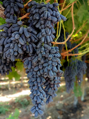 Grape Vitis 'Moon Drops' Cuttings, 3 Unrooted Vine Cuttings, Table Grape